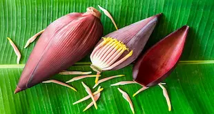 7 benefits of banana blossom This trend is hot